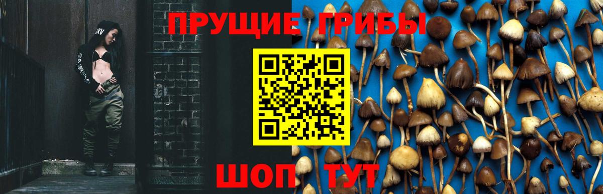 продажа наркотиков  Псилоцибиновые грибы MAGIC MUSHROOMS  Вход с VPN  Знаменск 
